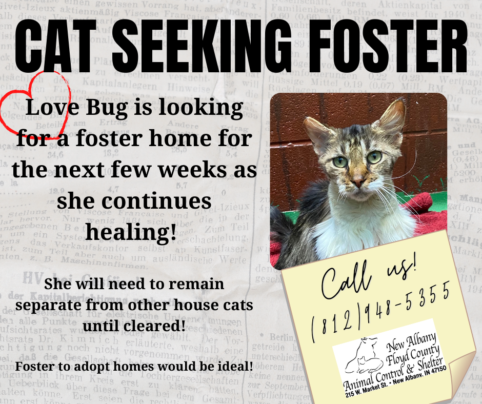 Foster a Cat